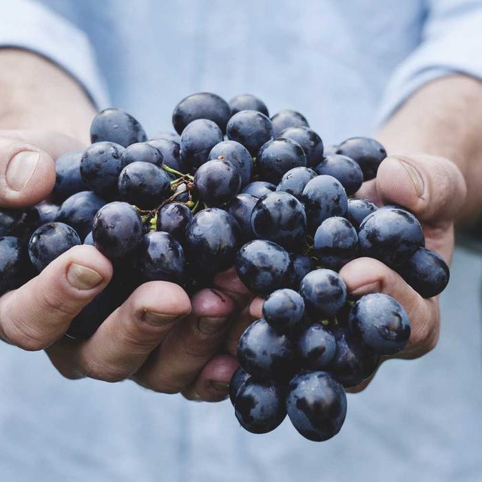 Hands holding a heap of blueberries