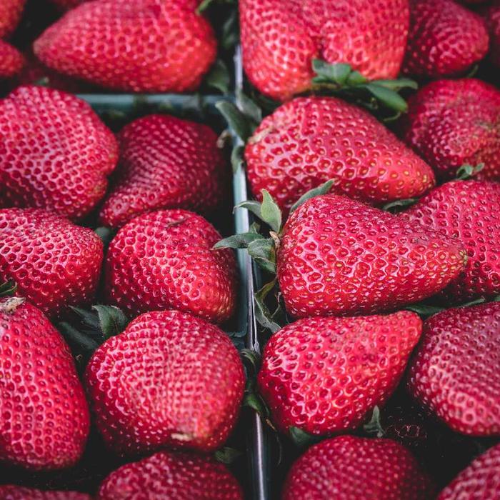 A pile of fresh red strawberries