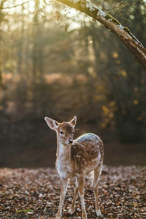 A young fawn standing among fallen leaves in a sunlit forest