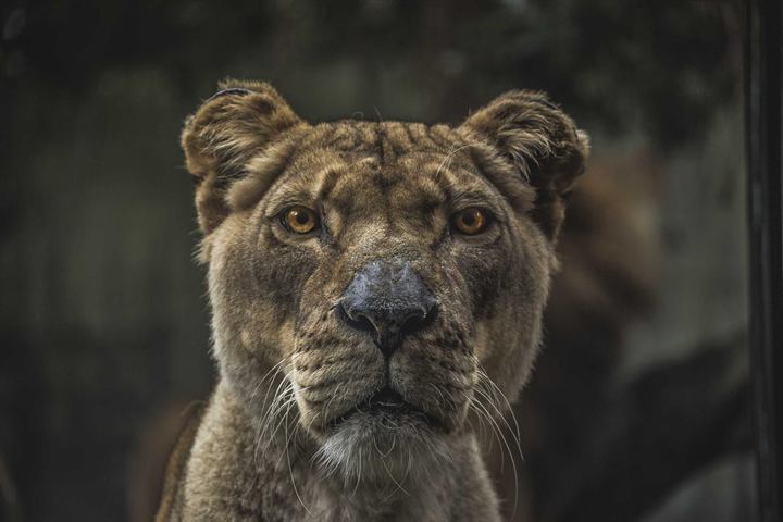 Close portrait of a lioness staring straight into the lens
