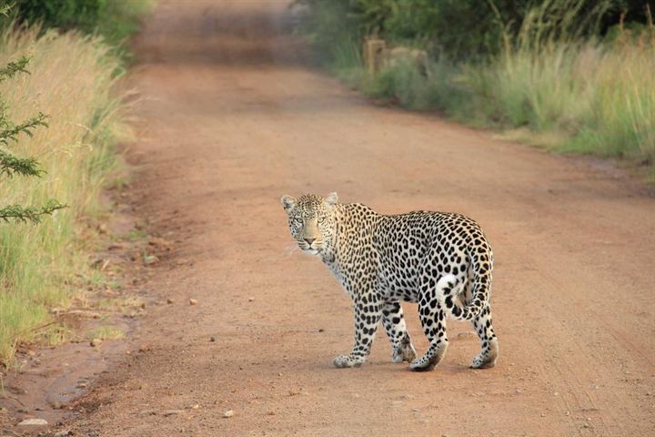 A leopard walking along a dusty track, looking back at the camera