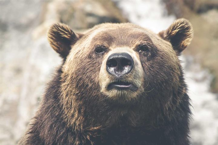 A brown bear facing the camera, snow behind it