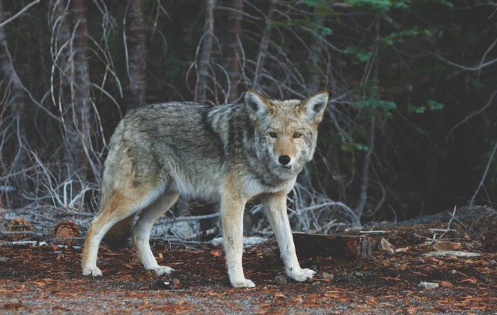 A grey wolf walking through a forest clearing