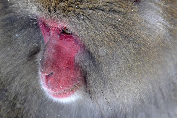 Close-up of a snow monkey's red face in soft falling snow