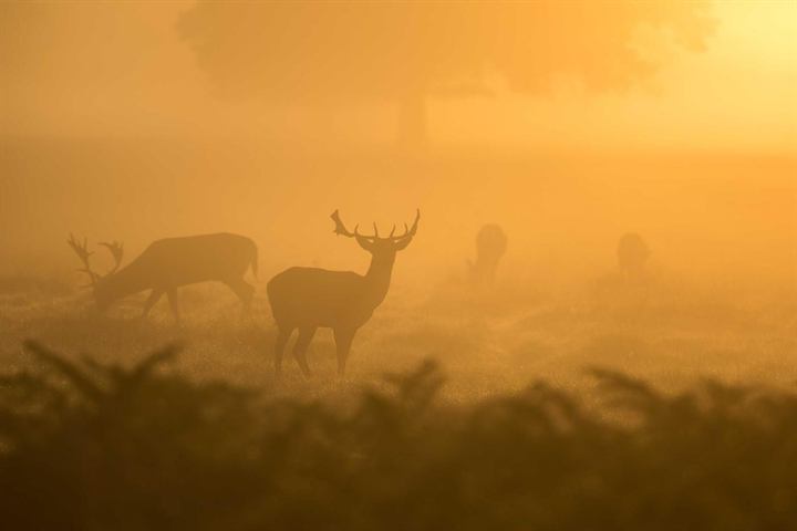 Deer silhouetted in thick golden morning fog